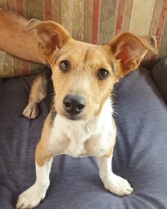 Jack rusell non originali