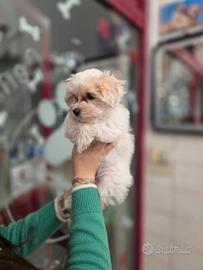 Maltese dolcissima cucciola