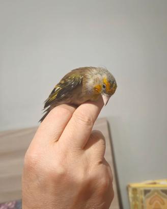 Ibrido maschio canta cardellino
