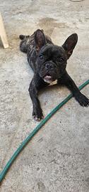 Buldog francese