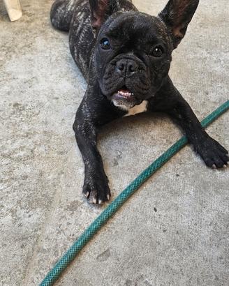 Buldog francese