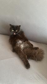 Casa a Ferrara e dintorni