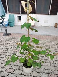 pianta di uva fragola 