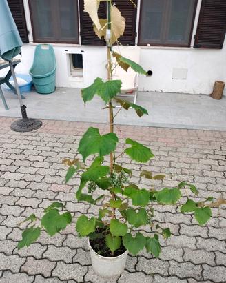 pianta di uva fragola 