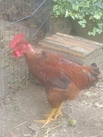 Gallo collonudo