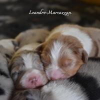 Cuccioli pastore australiano australian shepherd