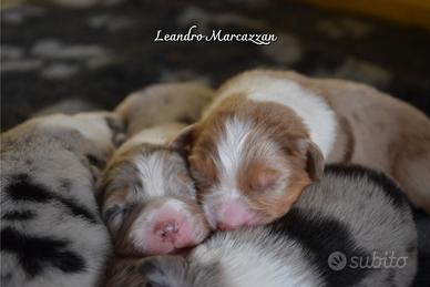 Cuccioli pastore australiano australian shepherd