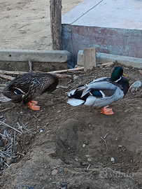 Coppia di Germani reali puri