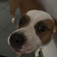 Hamstaff 1 anno e 4 mesi