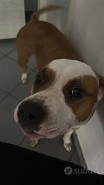 Hamstaff 1 anno e 4 mesi