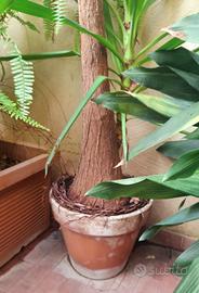Albero di Yucca
