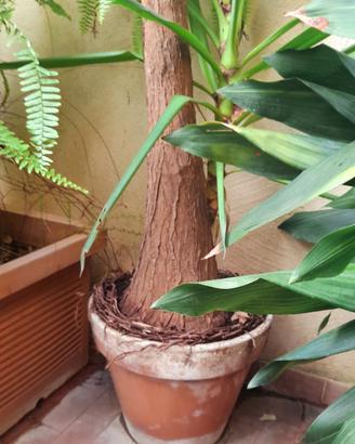 Albero di Yucca