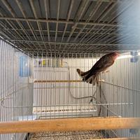 Ciuffolotto Messicano (Carpodaco)