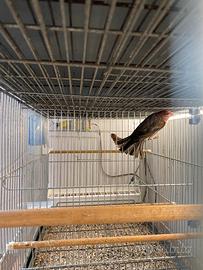 Ciuffolotto Messicano (Carpodaco)