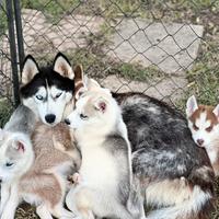 Cuccioli di siberian husky