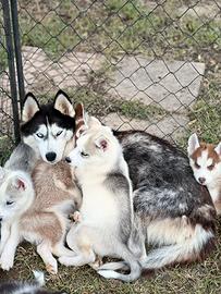 Cuccioli di siberian husky