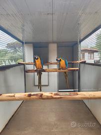 Coppie Ara,Cenerini,Amazzoni,Ecletti,Cacatua