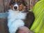 Immagine 2