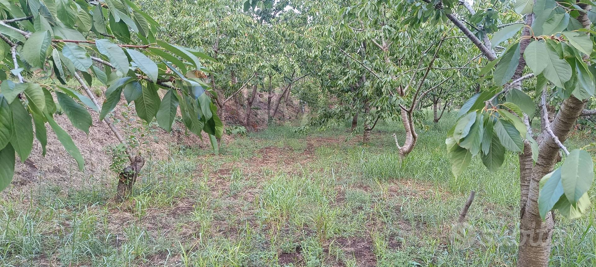 Terreno - Sant'Alfio - Vista 2