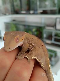 Geco ciliatus