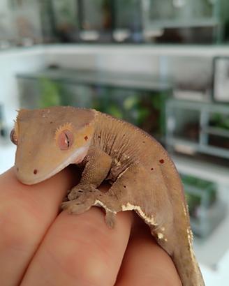 Geco ciliatus