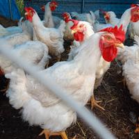 Polli bianchi pesanti