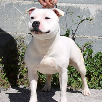 Staffordshire bull terrier x accoppiamento