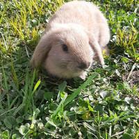 Cuccioli di coniglio ariete