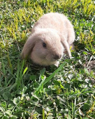 Cuccioli di coniglio ariete