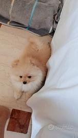 Cucciolo di Spitz