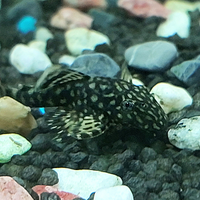 Pesce pulitore per acquario- bristlenose pleco