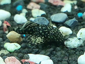 Pesce pulitore per acquario- bristlenose pleco