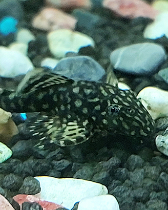 Pesce pulitore per acquario- bristlenose pleco