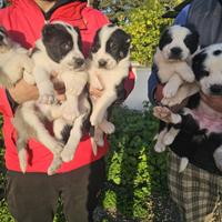 Pastore dell'asia centrale / Alabai da guardia