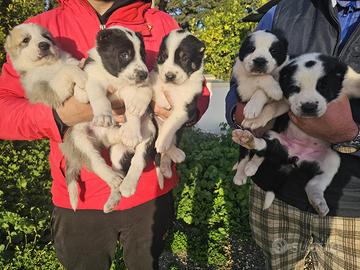 Pastore dell'asia centrale / Alabai da guardia