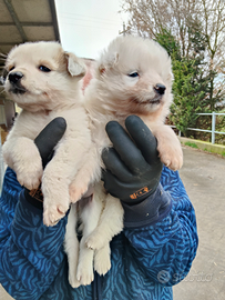 Pastore australiano x border collie