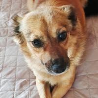 Cagnolina volpina bionda