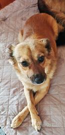 Cagnolina volpina bionda