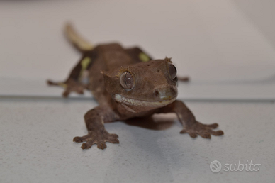Geco Ciliatus Lilliphantom dalmatian Red spot