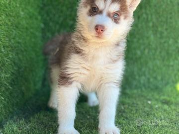 Husky