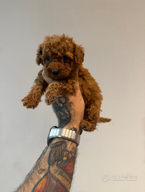 Barboncino toy Red maschio e femmina TOP