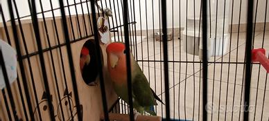 inseparabili 
