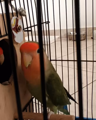inseparabili 