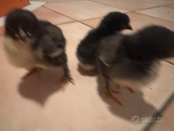 Marans