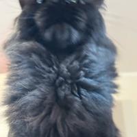 Maine Coon STALLONE 16 mesi pedigree BLACK SMOKE
