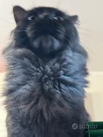 Maine Coon STALLONE 16 mesi pedigree BLACK SMOKE