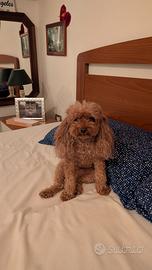 Barboncino Toy per accoppiamento