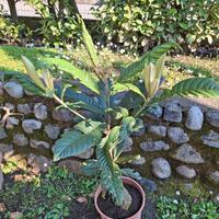 Pianta di nespole in vaso