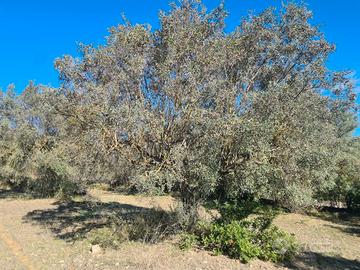 DOLIANOVA: Terreno servito da acqua e corrente