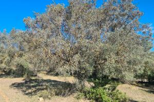 DOLIANOVA: Terreno servito da acqua e corrente